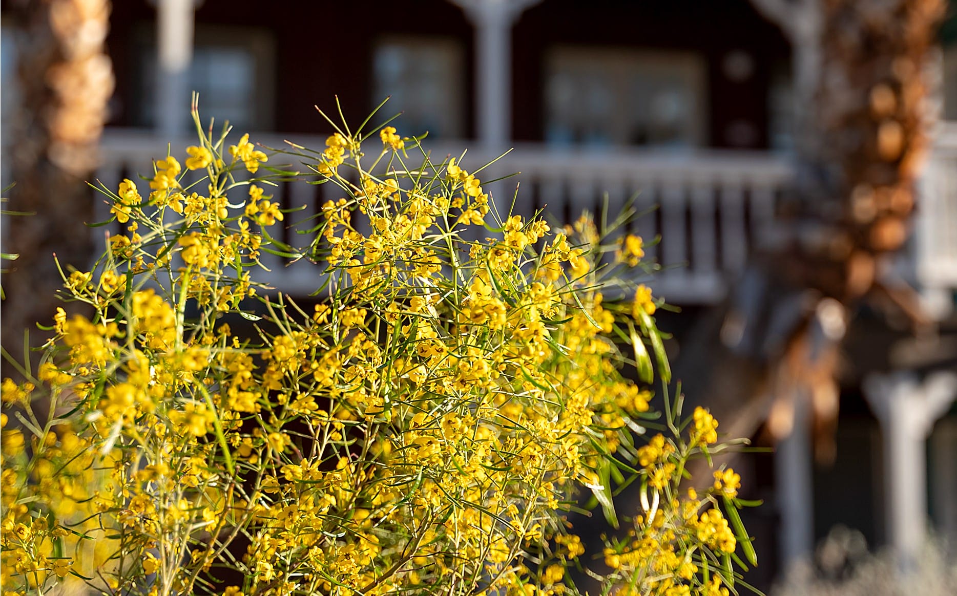 Anza-Borrego Desert Wildflowers: When and Where to See Them