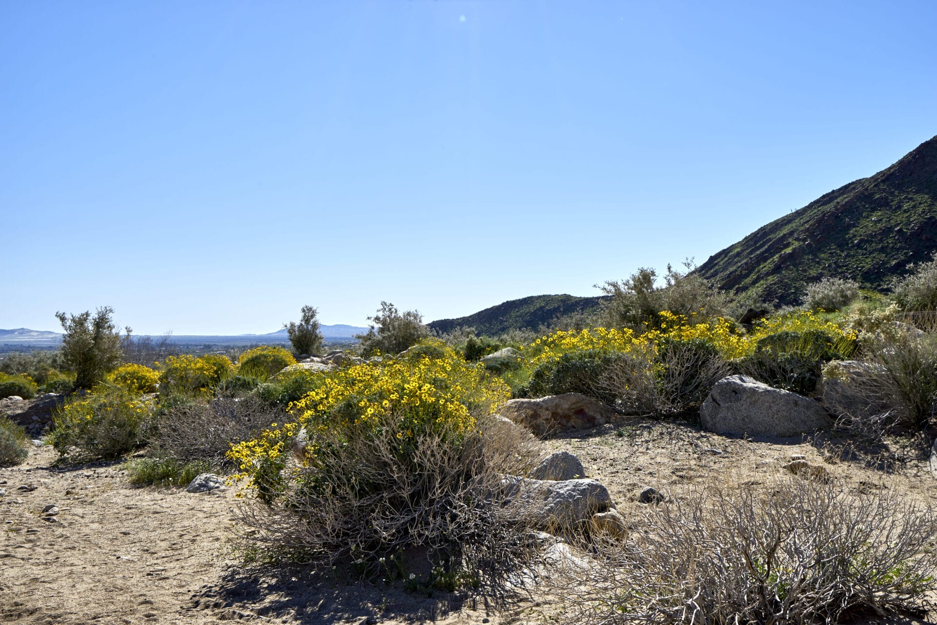 Hiking Trails for Every Skill Level Near Palm Canyon